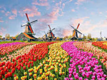 which-is-the-largest-tulip-garden-in-the-world