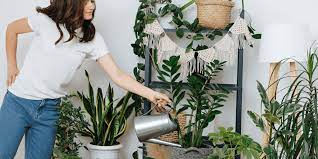 Watering A Zz Plant Ted Lare Design