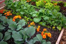 Great Vegetable Garden Layout Ideas For