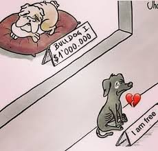 Dog rescue and adoption info. Ù„Ø·ÙØ§ Ø³Ú¯ Ù†Ø®Ø±ÛŒØ¯ Ø¨Ù‡ Ø³Ø±Ù¾Ø±Ø³ØªÛŒ Ø¨Ú¯ÛŒØ±ÛŒØ¯ Ø¨Ø§ÙˆØ± Ú©Ù†ÛŒØ¯ Ø³Ú¯ Ù‡Ø§ÛŒ Ø¨ÙˆÙ…ÛŒ Ù‡Ù… ÙˆÙØ§Ø¯Ø§Ø±Ù†Ø¯ Ù‡Ù… Ù…Ø±Ø§Ù‚Ø¨ Ù‡Ù… Ø¨Ú¯ÛŒØ± Ø§Ú¯Ø± Ø¨Ø±Ø§ÛŒ Ù…Ø±Ø§Ù‚Ø¨Øª Ø§Ø² ÙˆÛŒÙ„Ø§ Ù…ÛŒØ®ÙˆØ§Ù‡ÛŒØ¯ Ùˆ Ù‡Ù… Pets Animals Beautiful Pet Adoption