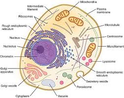 The structure described above is seen in the case of an ideal animal cell. Different Cell Organelles And Their Functions Cell Diagram Animal Cell Plant And Animal Cells