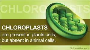 These include the chloroplast, a large central vacuole as well as the cell wall. Plant And Animal Cell Differences Biology Wise