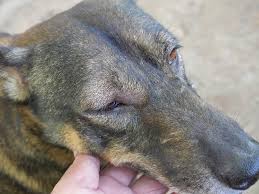 what to do if your dog s face is swelling