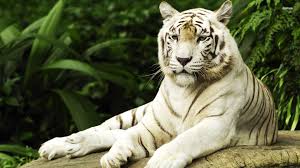 white tiger desktop wallpaper 08190