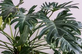 Green Philodendron Xanadu Plant Image