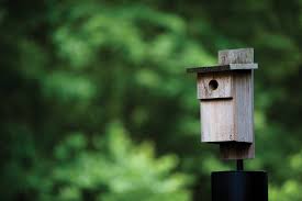 Diy Build A Bluebird Box Audubon