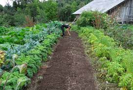 Family Food Garden