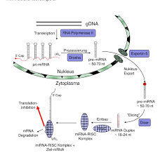 Biogenese er produktionen af nye levende organismer. Abbildung 1 1 Biogenese Von Mikrornas Blau Beteiligte Enzyme Rot Download Scientific Diagram