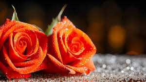 orange roses images browse 1 184