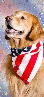 Cute dog, US flag scarf 1125x2436 ...