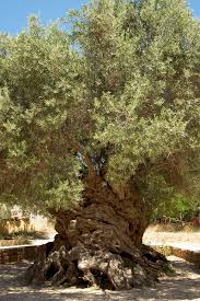 the olive tree of vouves crete olea