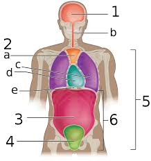 Anatomy of ilioinguinal and iliohypogastric nerves in relation to trocar placement and low transverse incisions. Pelvic Cavity Wikipedia