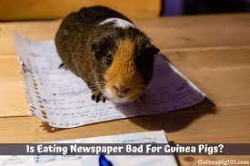 Is Eating Newspaper Bad For Guinea Pigs