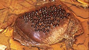 Surinam Toads! Trypophobia Reproduction 👍😫🎥 - YouTube