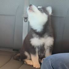 They do, however, require a lot of care and attention. Howling Husky Puppy Sasha Video Gifs Cute Husky Puppies Husky Puppy Siberian Husky Puppies Cute Baby Dogs Cute Little Puppies Cute Little Animals Cute Funny Animals Baby Huskies For