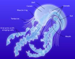 Jellyfish Wikipedia