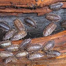 how to get rid of roly poly bugs