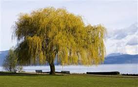 weeping willow tree diseases and the