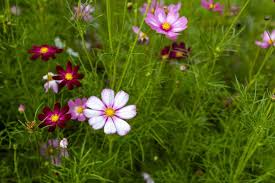 Cosmos Seeds Easily Grow This Annual