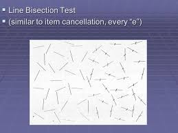 The line bisection test is a test is a quick measure to detect the presence of unilateral spatial neglect (usn). Parietal Lobe Ppt Download