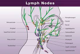 Health Fitness Lymph Nodes Of The Head And Neck