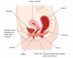 pelvic floor and pelvic venous disorder
