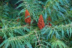 Image result for rhus typhina staghorn sumac free images