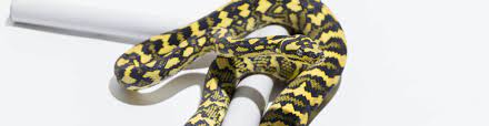 carpet python subspecies the morelia