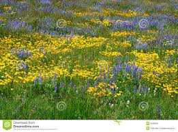 Wild Flowers On Alberta Prairie Stock Photo Image Of Nature Bloom