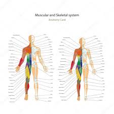 Male And Female Muscle And Bony System Charts With
