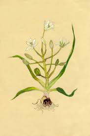 Ornithogalum montanum Cirillo | Flora of Israel Online