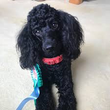 which wonderful poodle is smartest