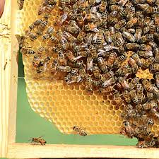 how do bees make beeswax carolina