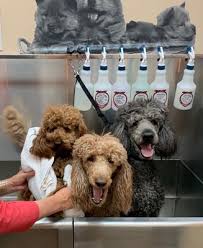 Please call or email us to arrange for a complimentary pickup in metro tucson or for an appointment. Rosie S Barket Ov Diy Dogwash 7960 N Oracle Rd Tucson Az Pet Supplies Mapquest