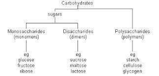 Carbohydrates Consist Of Carbon Hydrogen Oxygen Atoms