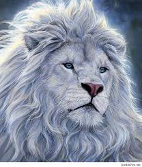 white lion king hd phone wallpaper