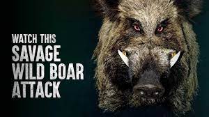 How To Survive This Scary Wild Boar Attack - YouTube