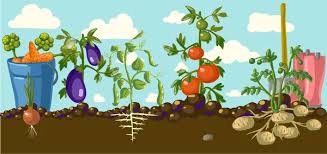 100 000 Vegetable Garden Vector Images