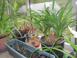 outdoor plants indoors for winter