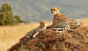 Pets' corner and at exhibits and aviaries featured. Best National Parks In Africa Best African Safari Countries
