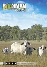 If joined to the right bull, their offspring are very good. Download Pdf 9 6mb Australian Brahman Breeders Association
