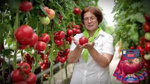  Выращивание помидоров 