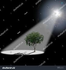 Solar Spotlight On Natures Jewel Tree Stock Photo Edit Now