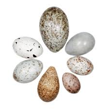 Bird Eggs California Academy Of Sciences