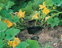 How To Grow Superb Summer Squash