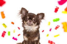 can-dogs-have-gummy-bears