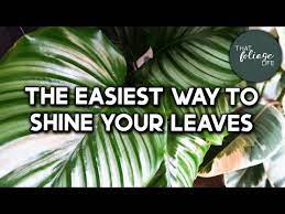 How To Make Your Plant Leaves Shiny
