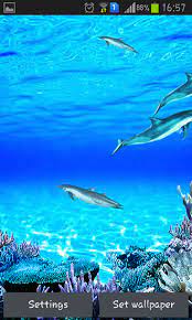 dolphins sounds live wallpaper for