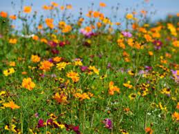 growing wild flowers how to start a