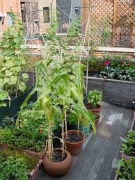 Container Gardening Growing Food